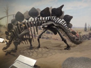 Stegosaurus